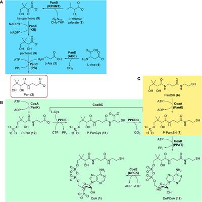 Vitamin in the Crosshairs: Targeting Pantothenate and Coenzyme A Biosynthesis for New Antituberculosis Agents